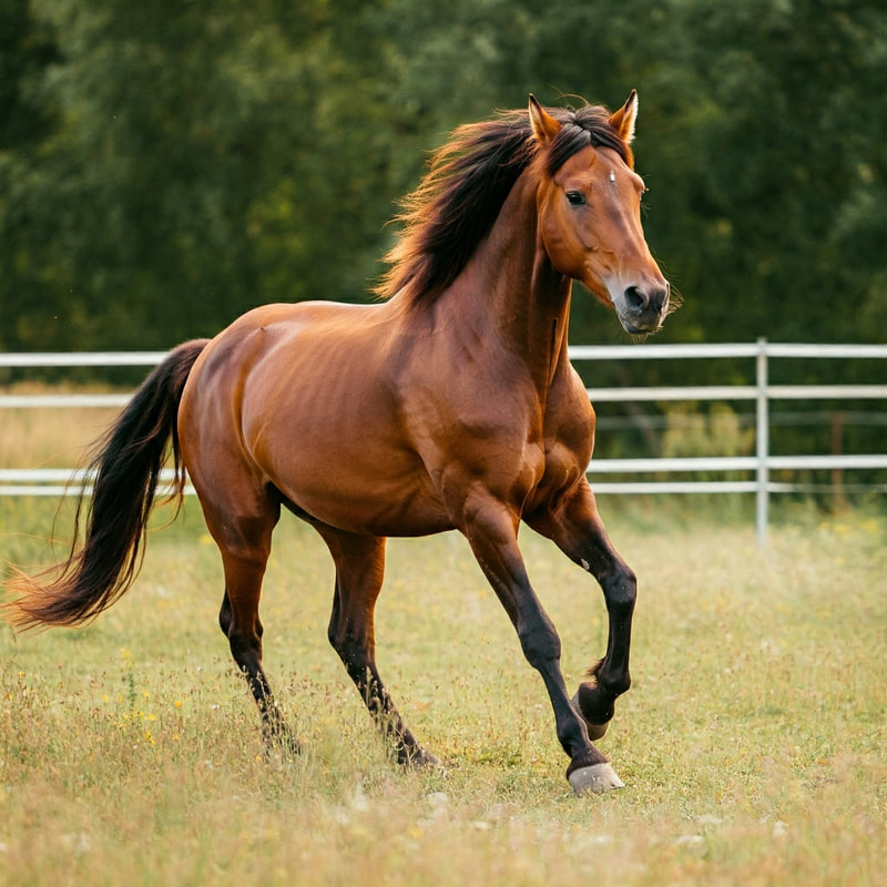 Pferd trabt über eine Wiese